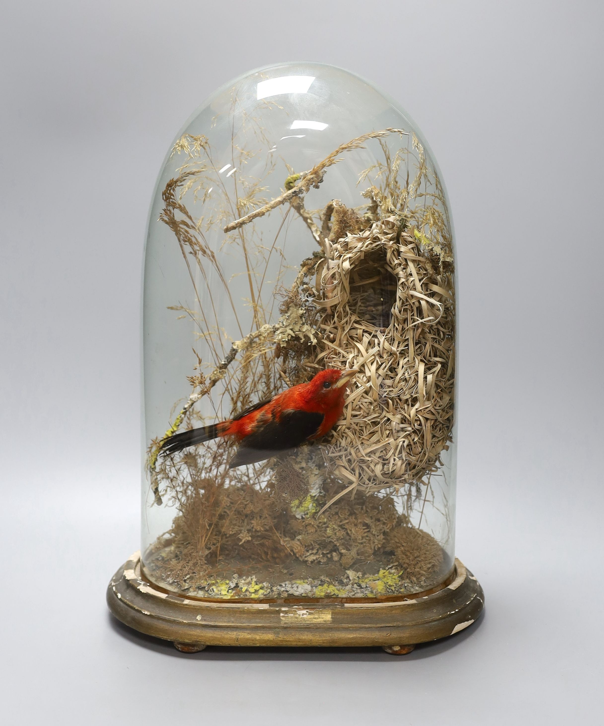 A taxidermic scarlet tanager under glass dome, 41cm